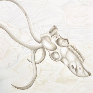 Caribou Skull – stilleventekening, zachte kleuren, originele kunstwerken, kleurpotloden