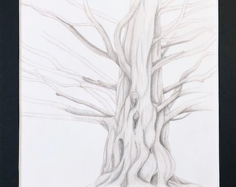 Dawn Redwood Tree – tree sketch, pencil drawing, matted artwork