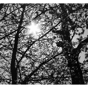 Look Up – original landscape photography, black and white print, photo of nature