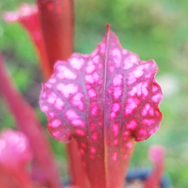 Sarracenia x 'Dana's Delight', live carnivorous plant,  potted