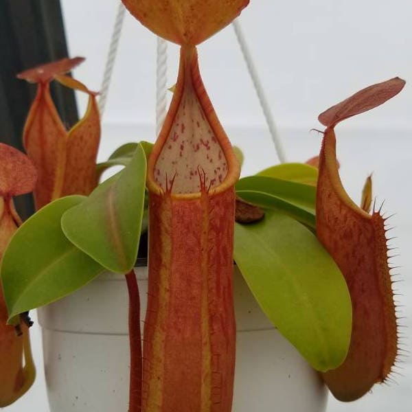 Nepenthes sanguinea 'Orange', tropical pitcher plant, live carnivorous plant, potted