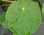 Pilea peperomioides, Chinese Money Plant, Potted