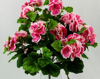 Pink Geranium Bush with white variegated petals