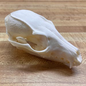 アライグマの頭蓋骨 - Etsy 日本