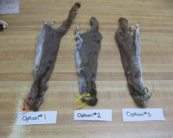 Tanned Canadian Red Squirrel Crafts