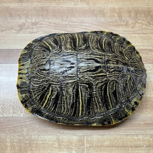 One Slider Turtle Shell