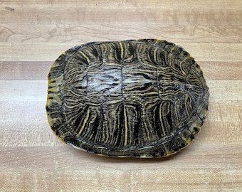 One Slider Turtle Shell