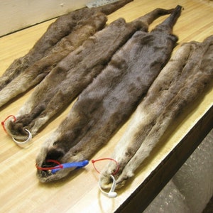 Tanned River Otter Hides