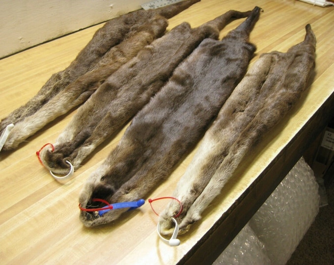 Winter Michigan Tanned Muskrat Pelts Premium Grade Etsy