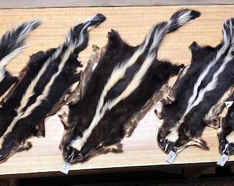 One Beautiful Tanned Skunk Pelt Numbered (Pick the Number of the one you want)