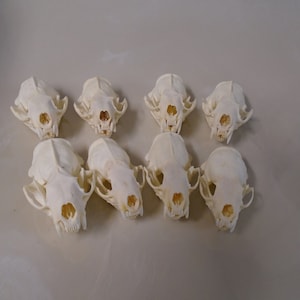 Mink Skulls