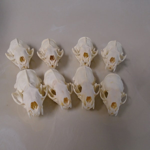 Crânes de vison