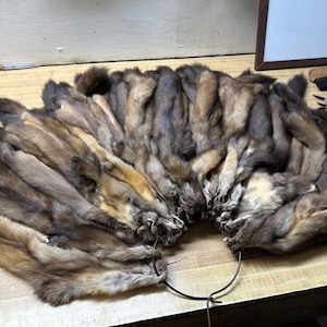 May include: A collection of brown and tan weasel pelts arranged in a semi-circle on a wooden surface. The pelts are attached to a metal ring.