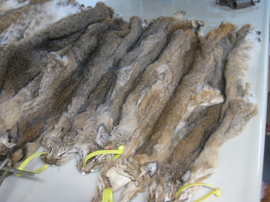 Tanned Bobcat Hide Etsy