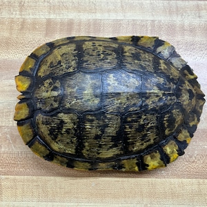 One Large Slider Turtle Shell