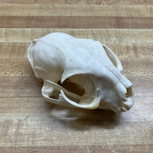 Bobcat Skull