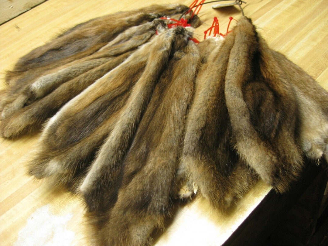 Tanned Muskrat Hides Etsy