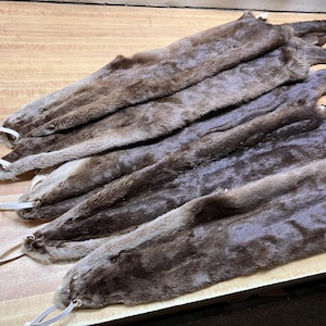 Tanned Otter Hide with Feet - Cased