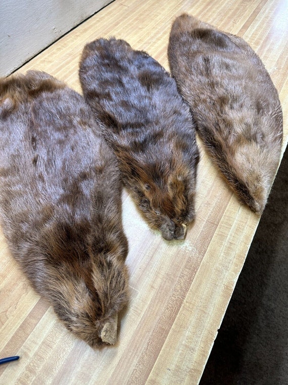 Tanned Beaver Hide - Cased- Older Tan Reduced in Price Tanned Beaver Hide - Cased- Older Tan Reduced in Price