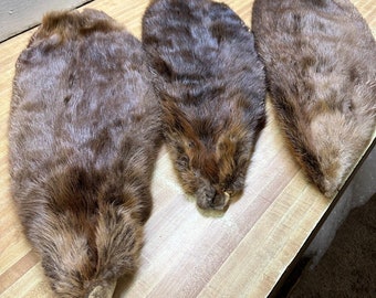 Tanned Beaver Hide Cased XXLG 30