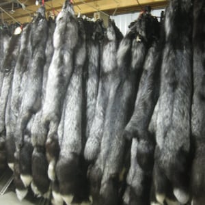 Tanned Silver Fox Hides