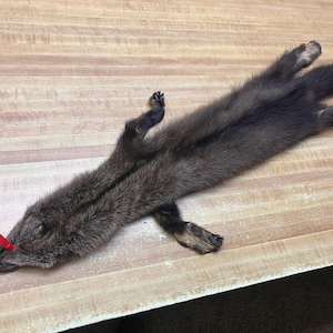 Tanned Fisher Hide Slight Damage Crafts with Paws #0016766