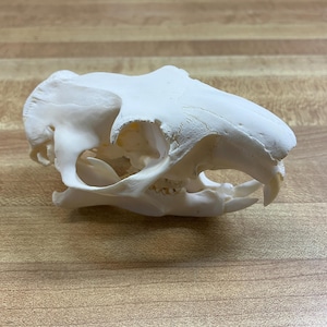 Ground Hog Skull