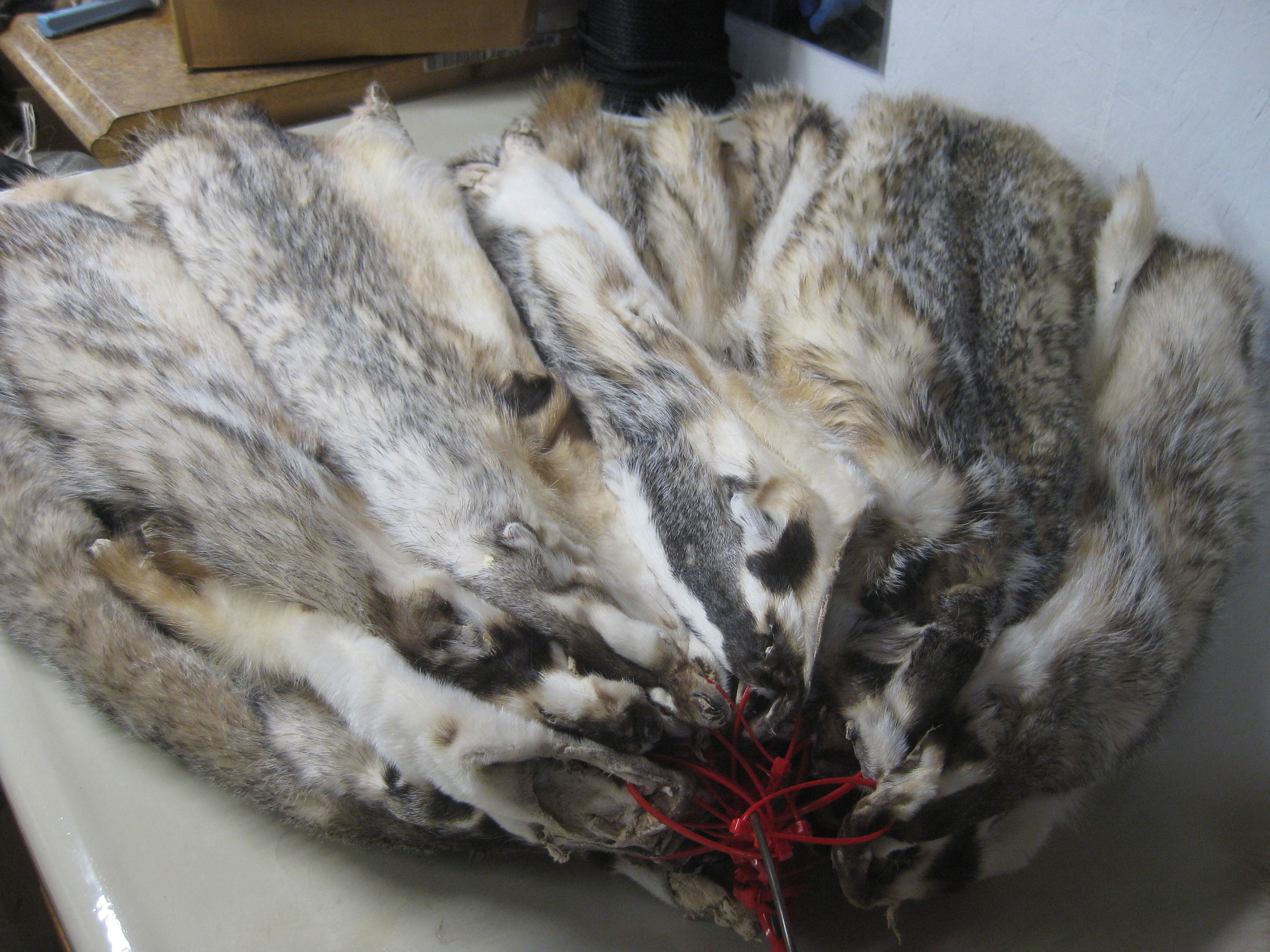 Tanned Western Badger Hides