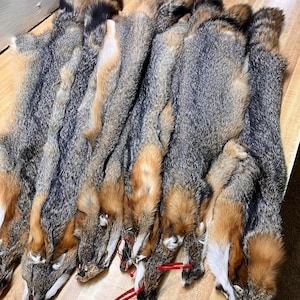 Tanned Eastern Grey Fox - #1 Quality - Red Tagged