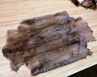 Tanned Beaver Open Leg (Canadian) Hides