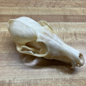 Red Fox Skull