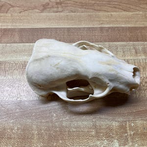 Badger Skull, Animal Skull, Bones