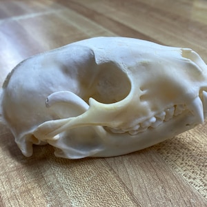 Raccoon Skull