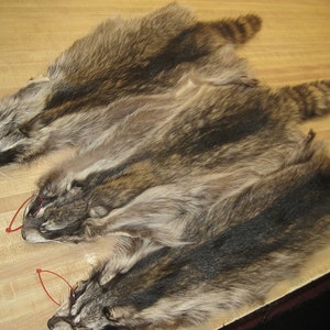 Raccoon Hides, Pelts, Tanned