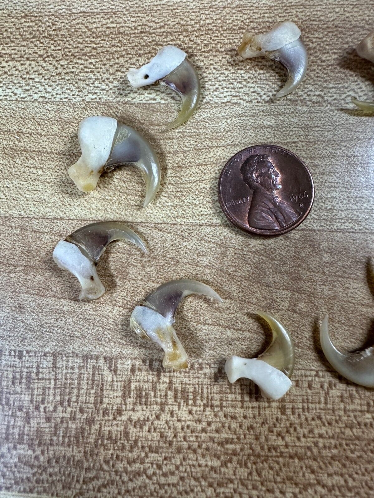 Bobcat Claws - Etsy, image size:1200x1600