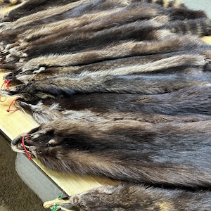 Tanned Dark Color Cased Raccoon Pelts/Hides Black Raccoon