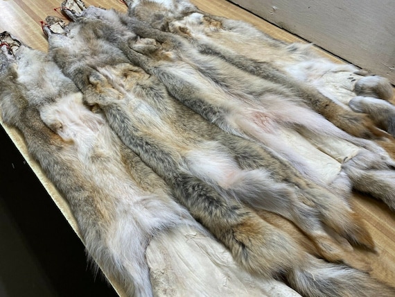 What Does Coyote Fur Look Like