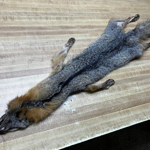 Tanned Eastern Grey Fox with Legs & Paws - #1 Quality - Brown Tag