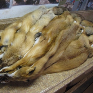 Tanned Red Fox Hides, Pelts