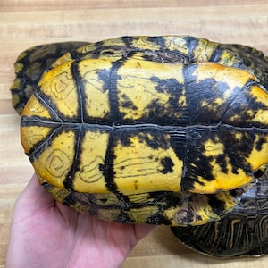One Large Slider Turtle Shell - Etsy