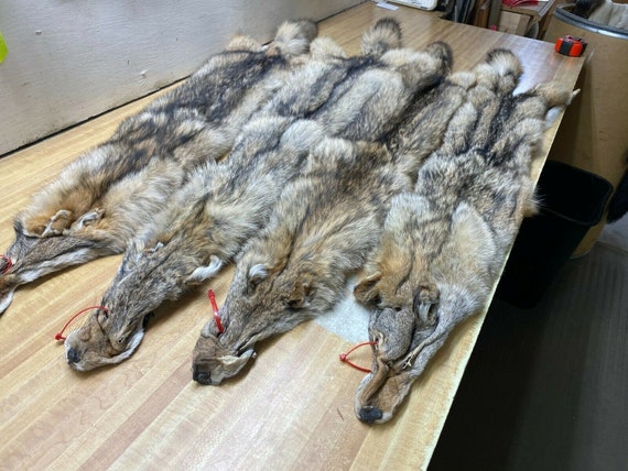 Western coyote fur prices Clearance