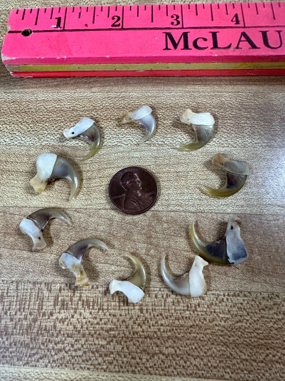 Bobcat Claws - Etsy, image size:1200x1600