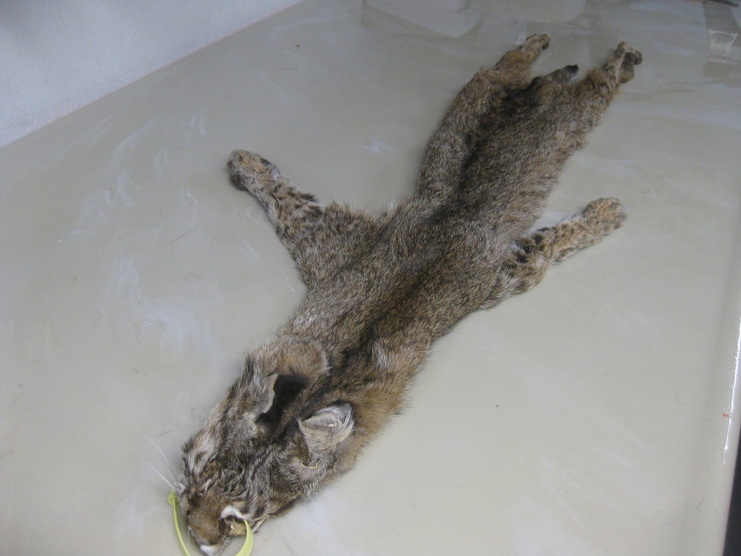 Tanned Bobcat Hide/pelt With Feet Etsy