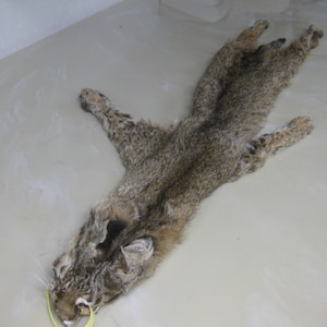 Tanned Bobcat Hide/Pelt with Feet