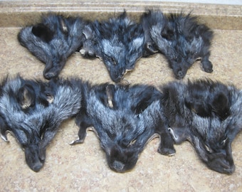 Tanned Silver Fox Face