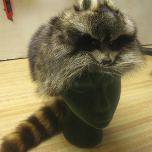 Handmade Raccoon Fur Hat with Face