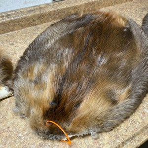 Tanned Beaver (Canadian) Hides