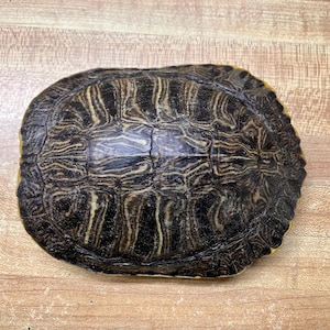 May include: A turtle shell with a dark brown and tan pattern. The shell has a rounded shape and a textured surface. The shell is on a wooden surface.