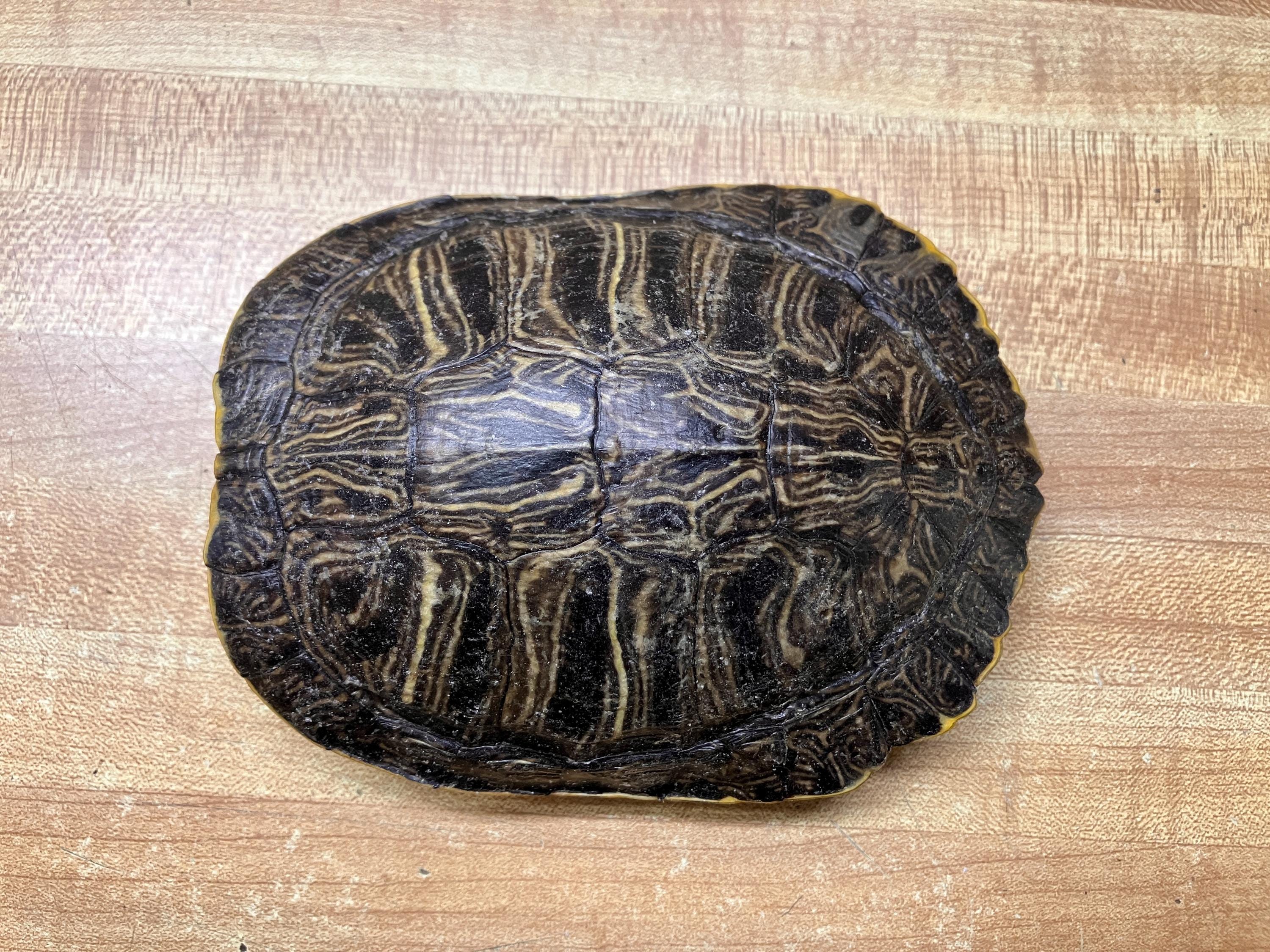 Normal Slider Turtle Shell One Small Slider Turtle Shell - Etsy