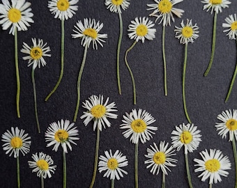 Dried Pressed Daisies (20): Natural White Flowers, Craft Supplies